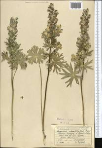 Борец круглолистный Kar. & Kir., Средняя Азия и Казахстан, Северный и Центральный Тянь-Шань (M4) (Киргизия)