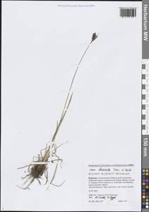 Осока элевзиновидная Turcz. ex Kunth, Сибирь, Прибайкалье и Забайкалье (S4) (Россия)