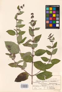 MHA 0 158 476, Mentha × verticillata L., Восточная Европа, Эстония (E2c) (Эстония)