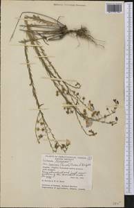Linum lewisii, Америка (AMER) (Канада)