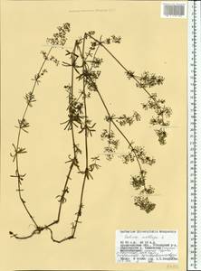 Подмаренник мягкий L., Восточная Европа, Северный район (E1) (Россия)