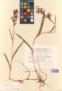 Dactylorhiza majalis subsp. lapponica (Laest. ex Hartm.) H.Sund., Восточная Европа, Литва (E2a) (Литва)