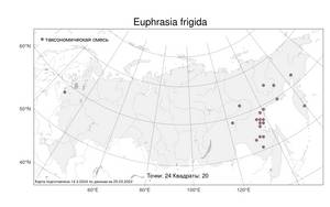Euphrasia frigida, Очанка холодная Pugsley, Атлас флоры России (FLORUS) (Россия)