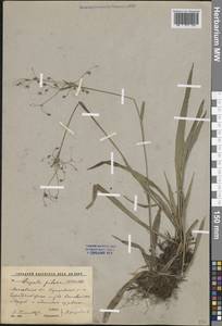 Ожика волосистая (L.) Willd., Восточная Европа, Московская область и Москва (E4a) (Россия)