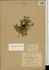 Archanthemis marschalliana subsp. pectinata (Boiss.) Lo Presti & Oberpr., Кавказ, Краснодарский край и Адыгея (K1a) (Россия)