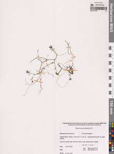 Лютик Гмелина DC., Сибирь, Чукотка и Камчатка (S7) (Россия)