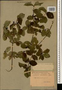 Lonicera caucasica subsp. orientalis (Lam.) D. F. Chamb. & Long, Кавказ, Дагестан (K2) (Россия)