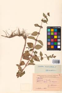 MHA 0 158 491, Mentha × verticillata L., Восточная Европа, Западно-Украинский район (E13) (Украина)