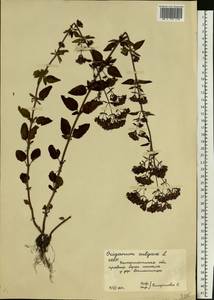 Душица обыкновенная L., Восточная Европа, Западно-Украинский район (E13) (Украина)