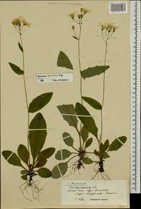 Hieracium transylvanicum Heuff., Восточная Европа, Западно-Украинский район (E13) (Украина)