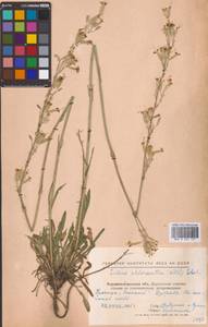 Смолевка зеленоцветковая (Willd.) Ehrh., Восточная Европа, Северо-Украинский район (E11) (Украина)