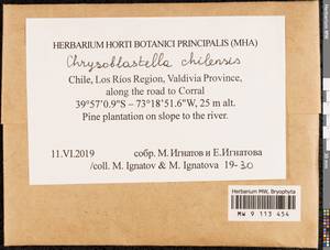 Chrysoblastella chilensis (Mont.) Reimers, Гербарий мохообразных, Мхи - Америка (BAm) (Чили)
