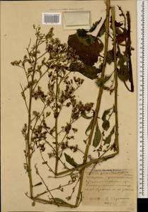 Lactuca prenanthoides (M. Bieb.), Кавказ, Ставропольский край, Карачаево-Черкесия, Кабардино-Балкария (K1b) (Россия)