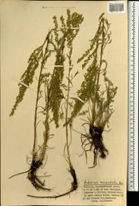 Полынь пушистая Ledeb., Монголия (MONG) (Монголия)