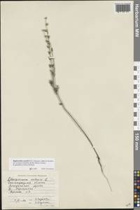 Buglossoides rochelii (Friv.) Stoyanov, Mátis & Sennikov, Восточная Европа, Нижневолжский район (E9) (Россия)