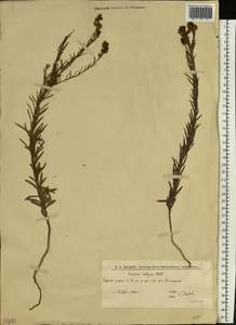 Льнянка обыкновенная Mill., Восточная Европа, Нижневолжский район (E9) (Россия)