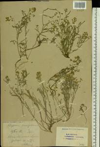 Плоскоплодник льнолистный (Stephan ex Willd.) DC., Восточная Европа, Восточный район (E10) (Россия)