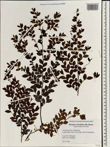 Diospyros buxifolia (Blume) Hiern, Зарубежная Азия (ASIA) (Вьетнам)