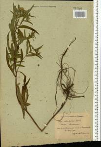 Symphyotrichum ×salignum (Willd.) G. L. Nesom, Восточная Европа, Северо-Украинский район (E11) (Украина)