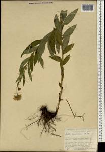 Кемуляриелла кавказская (Willd.) Tamamsch., Зарубежная Азия (ASIA) (Турция)