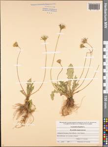 Кульбаба шершаволистная L., Кавказ, Ставропольский край, Карачаево-Черкесия, Кабардино-Балкария (K1b) (Россия)