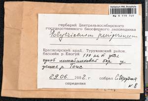 Polytrichum juniperinum Hedw., Гербарий мохообразных, Мхи - Красноярский край, Тыва и Хакасия (B17) (Россия)