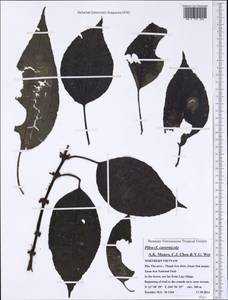 Pilea cavernicola A. K. Monro, C. J. Chen & Y. G. Wei, Зарубежная Азия (ASIA) (Вьетнам)