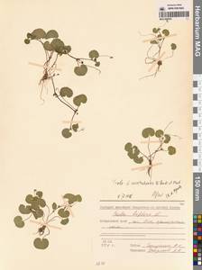 Viola crassa subsp. avatschensis (W.Becker & Hultén) Espeut, Сибирь, Дальний Восток (S6) (Россия)