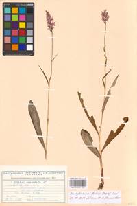 Пальчатокоренник Фукса (Druce) Soó, Восточная Европа, Московская область и Москва (E4a) (Россия)