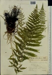 Кочедыжник женский (L.) Roth, Восточная Европа, Московская область и Москва (E4a) (Россия)