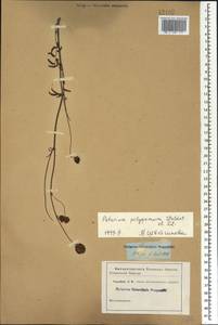 Черноголовник многобрачный (Waldst. & Kit.) Asch. & Graebn., Кавказ (без точных местонахождений) (K0)
