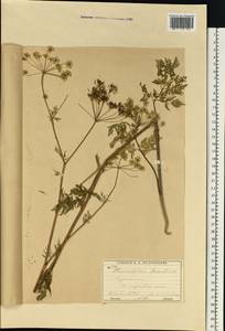 Бутень Прескотта DC., Восточная Европа, Московская область и Москва (E4a) (Россия)