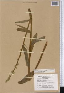 Platanthera stricta Lindl., Америка (AMER) (Канада)