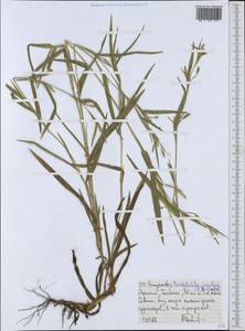 Hackelochloa granularis (L.) Kuntze, Африка (AFR) (Эфиопия)