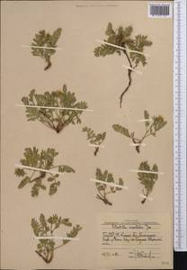 Sibbaldianthe orientalis (Soják) Mosyakin & Shiyan, Средняя Азия и Казахстан, Западный Тянь-Шань и Каратау (M3) (Узбекистан)