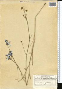 Delphinium lipskyi Korsh., Средняя Азия и Казахстан, Памир и Памиро-Алай (M2) (Таджикистан)
