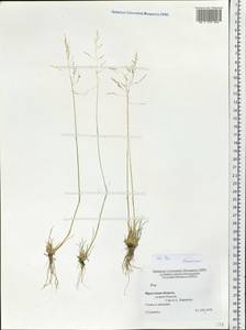 Poaceae, Сибирь, Прибайкалье и Забайкалье (S4) (Россия)