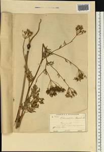 Бутень Прескотта DC., Восточная Европа, Московская область и Москва (E4a) (Россия)