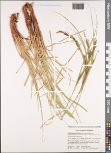 Осока водяная Wahlenb., Восточная Европа, Северный район (E1) (Россия)