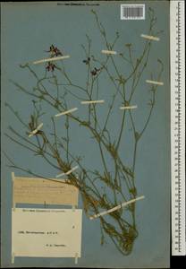 Delphinium consolida subsp. divaricatum (Ledeb.) A. Nyár., Кавказ, Дагестан (K2) (Россия)
