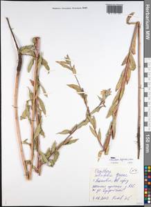 Oenothera villosa subsp. villosa, Восточная Европа, Средневолжский район (E8) (Россия)
