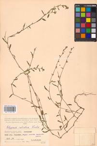 Спорыш обыкновенный вытаптываемый (Lindm.) Wissk., Восточная Европа, Московская область и Москва (E4a) (Россия)