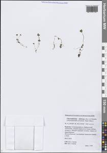 Селезеночник сибирский (Ser. ex DC.) A.P.Khokhr., Сибирь, Прибайкалье и Забайкалье (S4) (Россия)