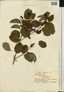 Cornus sanguinea subsp. sanguinea, Восточная Европа, Московская область и Москва (E4a) (Россия)