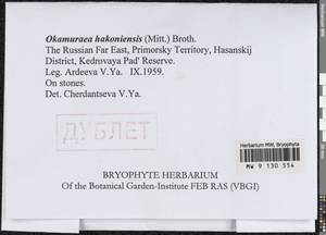 Okamuraea hakoniensis (Mitt.) Broth., Гербарий мохообразных, Мхи - Дальний Восток (без Чукотки и Камчатки) (B20) (Россия)