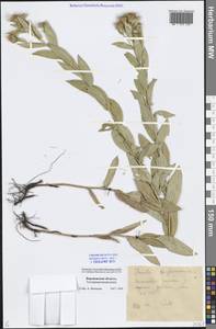 Pentanema britannicum (L.) D. Gut. Larr., Santos-Vicente, Anderb., E. Rico & M. M. Mart. Ort., Восточная Европа, Центральный лесостепной район (E6) (Россия)