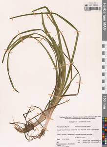 Sparganium × probatovae Tzvelev, Сибирь, Якутия (S5) (Россия)