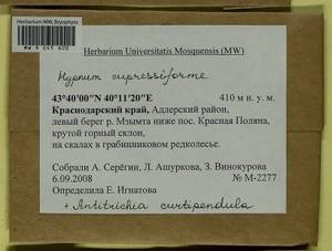 Antitrichia curtipendula (Hedw.) Brid., Гербарий мохообразных, Мхи - Северный Кавказ и Предкавказье (B12) (Россия)