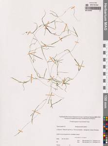 Рдест Берхтольда Fieber, Сибирь, Чукотка и Камчатка (S7) (Россия)