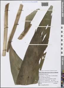 Hedychium flavescens Carey ex Roscoe, Зарубежная Азия (ASIA) (Вьетнам)